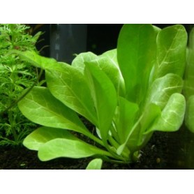 Samolus floribundus Samolus floribundus