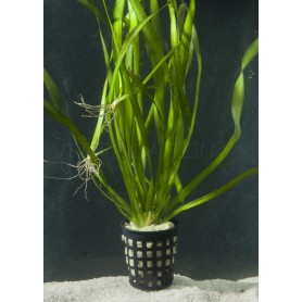 5x Vallisneria Retrospiralis Vallisneria Retrospiralis