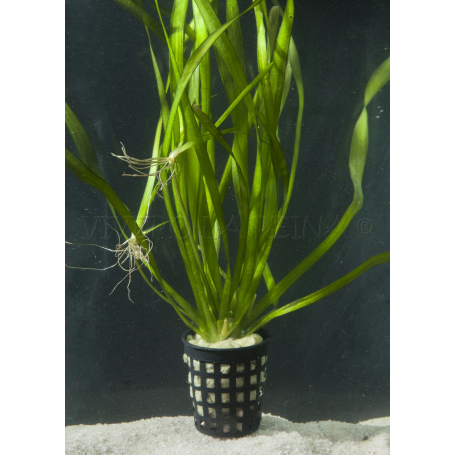 Vallisneria Retrospiralis