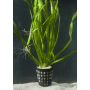Vallisneria Retrospiralis