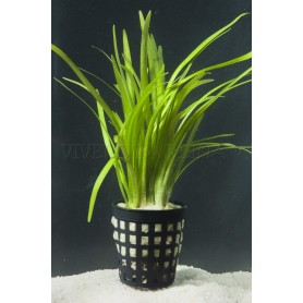 5x Sagittaria subulata 5x Sagittaria subulata