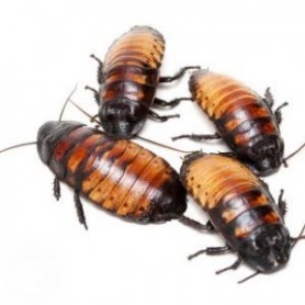 Blaptica dubia - cucaracha argentina Blaptica dubia - cucaracha argentina