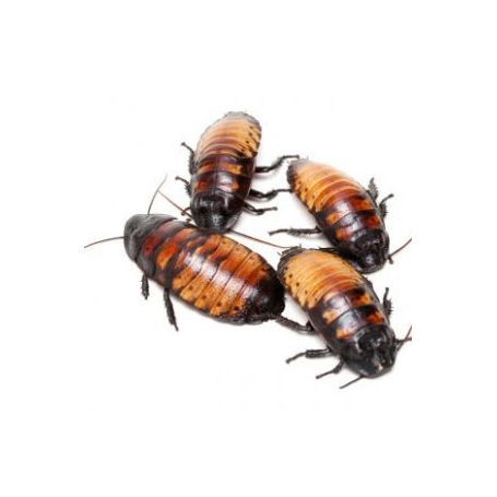 Blaptica dubia - cucaracha argentina