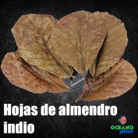 10 Hojas de almendro indio 10 Hojas de almendro indio