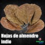 20 Hojas de almendro indio