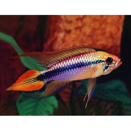 Apistogramma Agassizi Blue