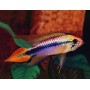 Apistogramma Agassizi Blue