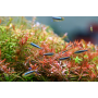 Twinstar Light SERIE B II pantalla plantado plantas acuario