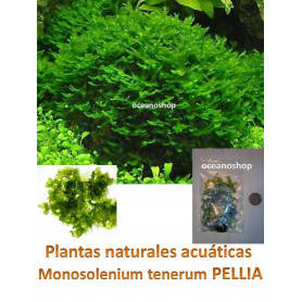Musgo Monosolenium tenerum Pellia moss Porción Musgo Monosolenium tenerum Pellia moss 5x5cm