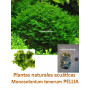 Musgo Monosolenium tenerum Pellia moss 5x5cm