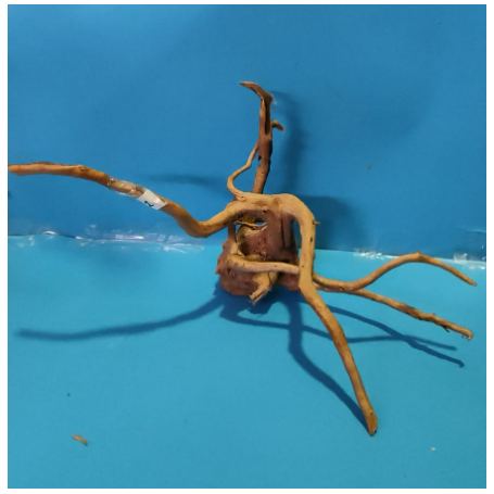 Nº11 TRONCO raiz ROOTSUNK para ACUARIO