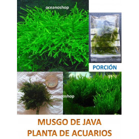 Vesicularia dubyana Musgo de java porcion cultivo Vesicularia dubyana Musgo de java 5x5cm