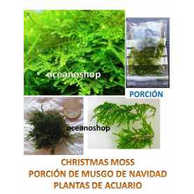 Musgo navidad Christmas moss Vesicularia montagnei  Porcion cultivo Musgo Vesicularia montagnei Christmas moss 5x5cm