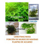 Musgo Vesicularia montagnei Christmas moss 5x5cm