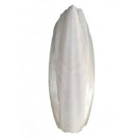 Hueso de Jibia Calcio pajaros Hueso de Jibia 12 cm Calcio pajaros
