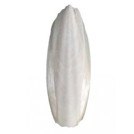 Hueso de Jibia 12 cm Calcio pajaros