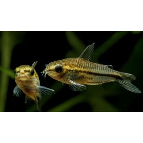 Corydora Pigmea Corydora Pigmea