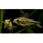 Corydora Pigmea