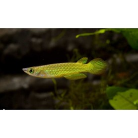 killi Panchax Lineatus Gold