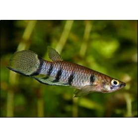 Killi Epiplatys dageti