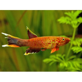 Aphyosemion australe cap esterias