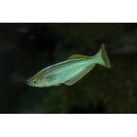 Lamprichthys tanganicanus