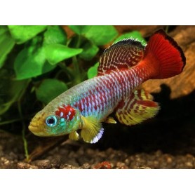 Nothobranchius guentheri