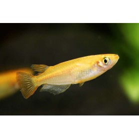 Oryzias latipes orange