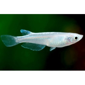 Oryzias latipes platinum