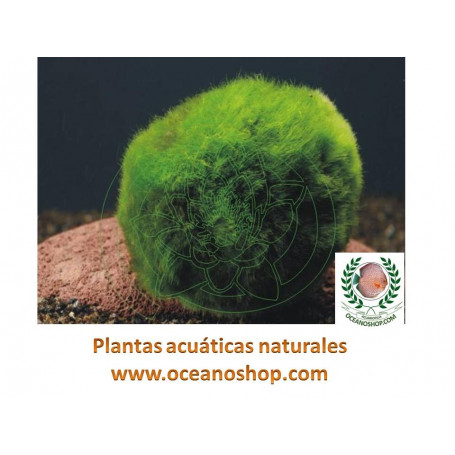 Cladophora aegagrophila 3-4cm (1 unidad)