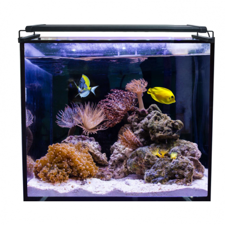 Acuario marino Aqua Ocean Hydra 164L con LED y filtro HYDRA