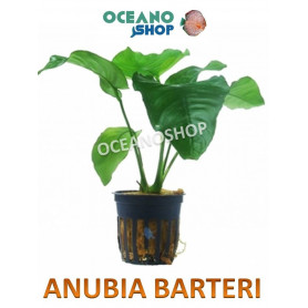 Anubias barteri  anubia barteri barata acuario planta