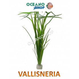 Vallisneria spiralis  vallisneria spiralis acuario planta barata