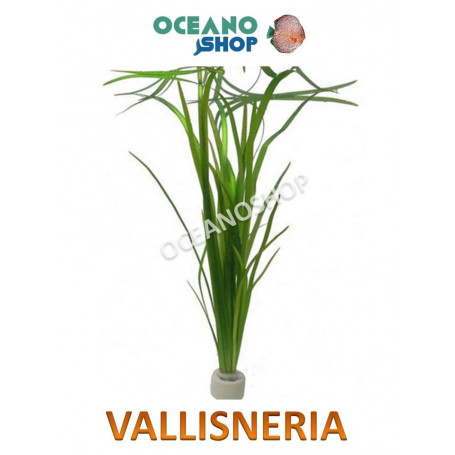  vallisneria spiralis acuario planta barata