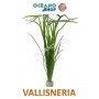  vallisneria spiralis acuario planta barata