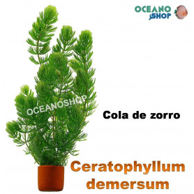 Ceratophyllum demersum Cola de zorro cola de zorro Ceratophyllum demersum