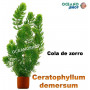 cola de zorro Ceratophyllum demersum