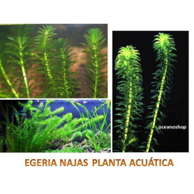 Egeria najas egeria najas acuario planta acuatica