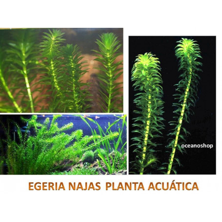 egeria najas acuario planta acuatica