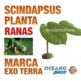 PLANTA PEQUEÑA SCINDAPSUS SMART PLANT PARA RANAS ARBÍCOLAS Exo Terra planta-pequeña-scindapsus-smart-plant-para-ranas-arbícolas-exo-terra