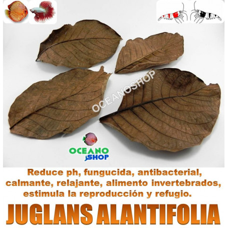 juglans alantifolia terminalia cattapa hojas almendro indio gambas acuario gambario