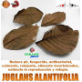 juglans alantifolia terminalia cattapa hojas almendro indio gambas acuario gambario