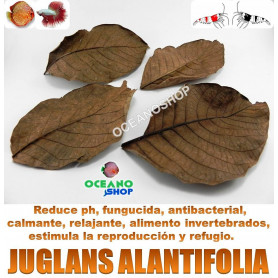 10 Hojas de Juglans ailantifolia 9-12cm juglans alantifolia terminalia cattapa hojas almendro indio gambas acuario gambario