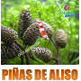 piñas de aliso alder cone gambario gambas hojas almendro indio terminalia cattapa
