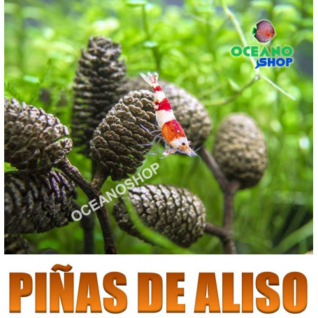 piñas de aliso alder cone gambario gambas hojas almendro indio terminalia cattapa