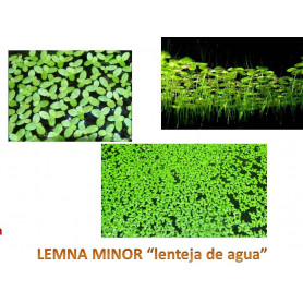 Lemna minor lenteja de agua lenteja de agua lemna minor