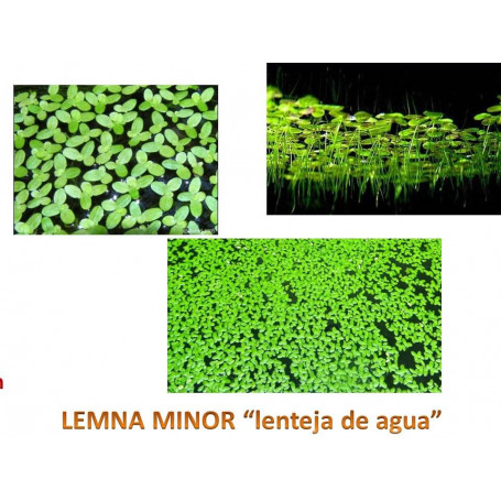 lenteja de agua lemna minor