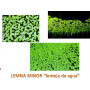 lenteja de agua lemna minor