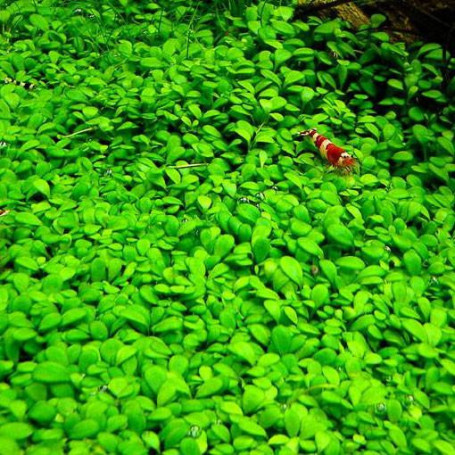 Glossostigma elatinoides