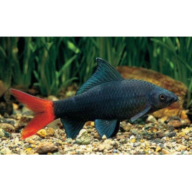 Labeo bicolor 3.5 - 4 cm Labeo bicolor 3.5 4 cm